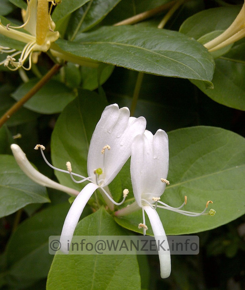 Lonicera japonica 01.jpg